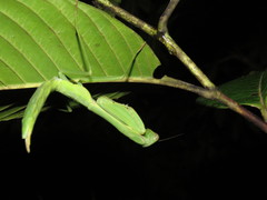 Macromantis hyalina