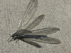 Vella