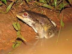 Leptodactylus vastus
