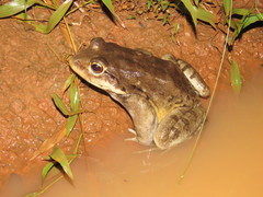 Leptodactylus vastus
