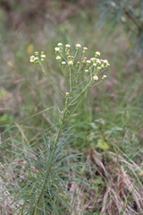 Senecio chrysocoma