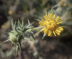 Centromadia parryi rudis