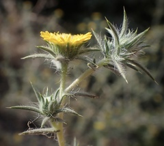 Centromadia parryi rudis