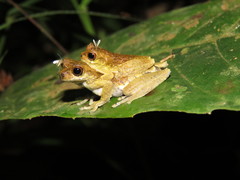 Dendropsophus kamagarini