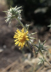 Centromadia parryi rudis