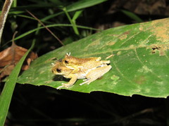 Dendropsophus kamagarini