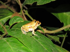 Dendropsophus kamagarini