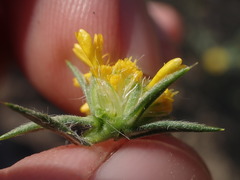 Centromadia parryi rudis