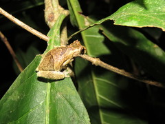 Dendropsophus kamagarini