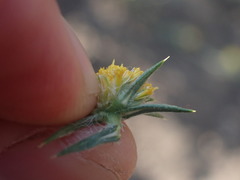 Centromadia parryi rudis