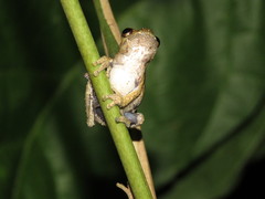 Dendropsophus kamagarini