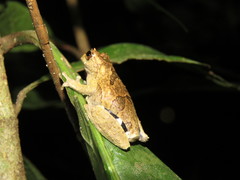 Dendropsophus kamagarini