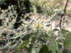 Centromadia parryi rudis