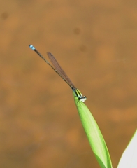 Pseudagrion indicum