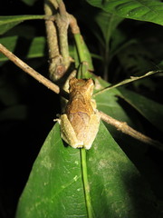 Dendropsophus kamagarini