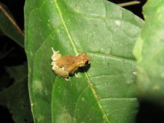 Dendropsophus kamagarini