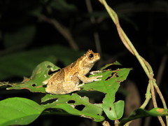 Dendropsophus kamagarini
