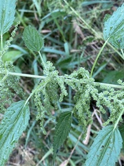 Urtica dioica dioica