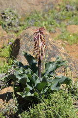 Veltheimia capensis
