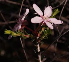 Agathosma spinescens