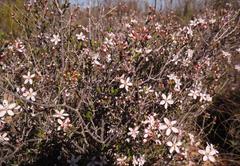 Agathosma spinescens