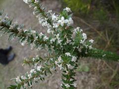Struthiola hirsuta