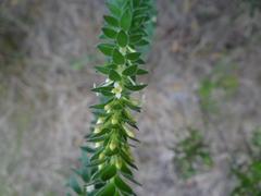 Struthiola hirsuta