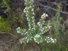 Struthiola hirsuta