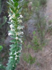 Struthiola hirsuta