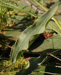 Eriospermum lanceifolium