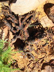 Monsonia salmoniflora