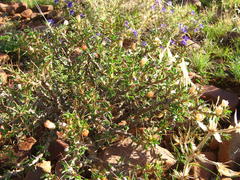 Monsonia salmoniflora
