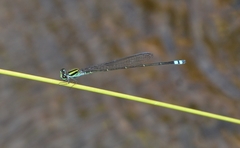 Pseudagrion indicum