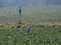 Ardea cinerea