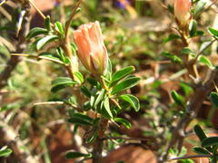 Monsonia salmoniflora