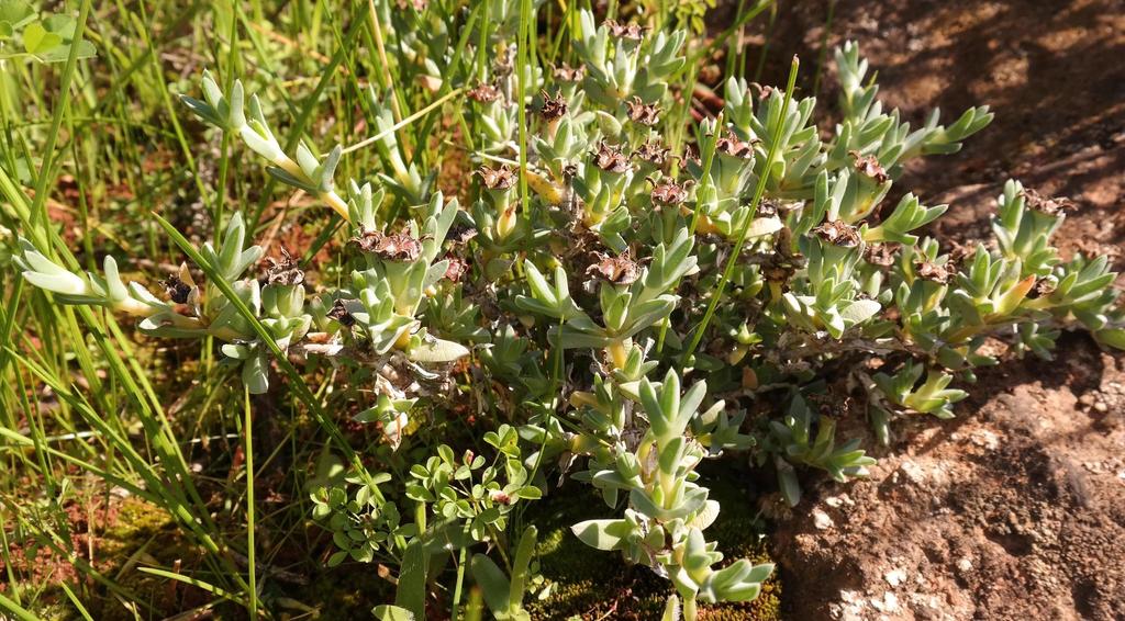 Antimima mucronata