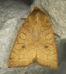Epiglaea apiata