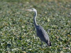 Ardea cinerea