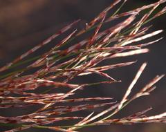 Restio rottboellioides