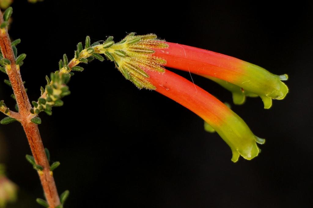 Erica croceovirens
