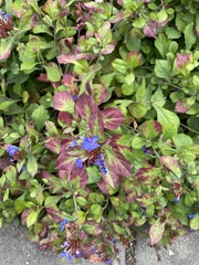 Ceratostigma