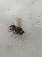Diptera
