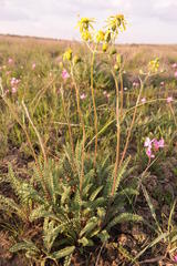 Senecio spiraeifolius