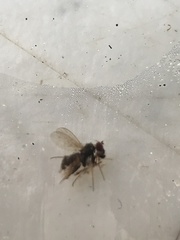 Diptera