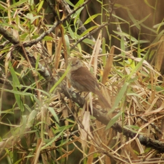 Thamnophilus ruficapillus