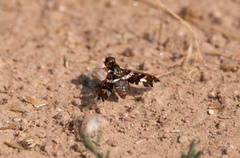 Exoprosopa dorcadion