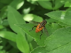 Mesembrius bengalensis