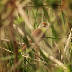 Thamnophilus ruficapillus