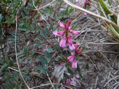Indigofera brendae