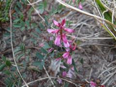 Indigofera brendae